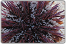 Atlantic Pincushion Urchin
